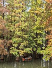 肇慶星湖絕美秋色 黃葉紅杉驚艷整個秋天!