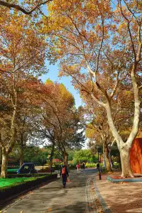 11.27這裡的絕美百年銀杏與梧桐沒人拍，快衝