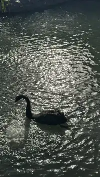 為了一棵樹來了瞻園|全屏感受金陵第一園