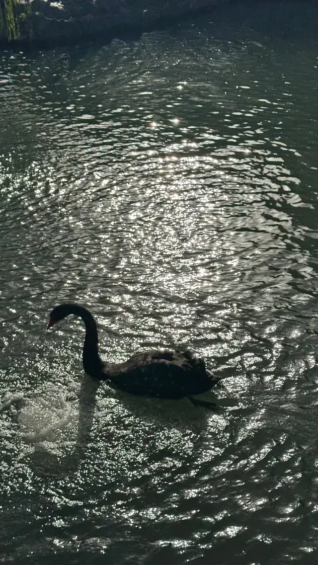 為了一棵樹來了瞻園|全屏感受金陵第一園 為了一棵樹來了瞻園|全屏感受金陵第一園