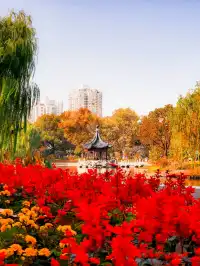 11.27實拍!和平公園的秋天比濾鏡還絕!