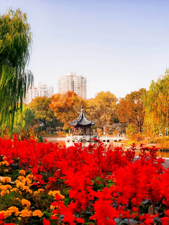 11.27實拍!和平公園的秋天比濾鏡還絕! 11.27實拍!和平公園的秋天比濾鏡還絕!