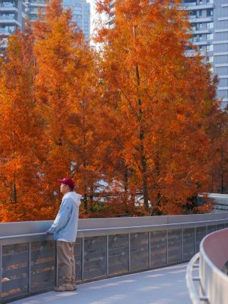 The dawn redwoods under the sunshine are so beautiful, perfect for taking photos!