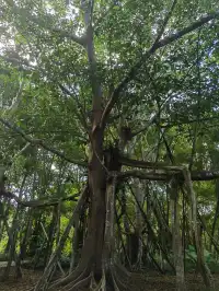 超值的!版納中科院植物園強推