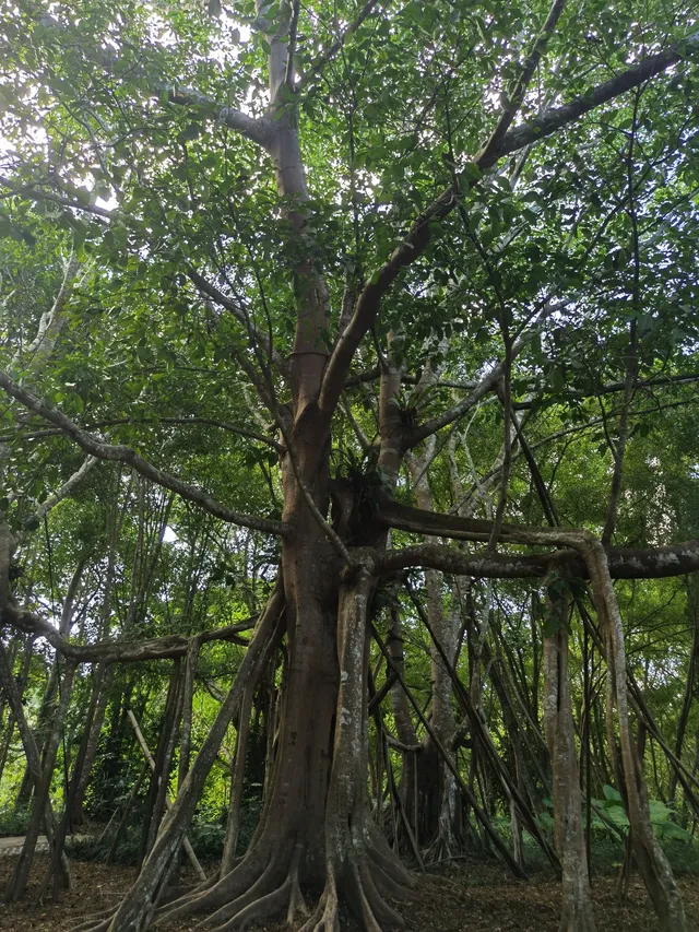 超值的!版納中科院植物園強推 超值的!版納中科院植物園強推