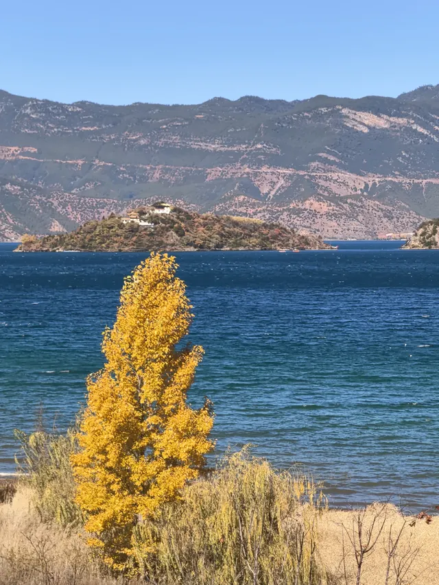 被瀘沽湖美鼠！12.4實拍！