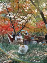 南京棲霞山親子遊|2歲娃解鎖紅葉仙境攻略