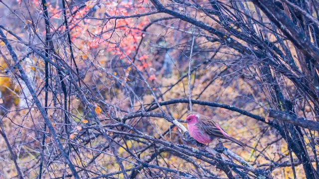 稻城亞丁拍到的各種野生動物 稻城亞丁拍到的各種野生動物