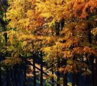 南寧青秀山|落羽杉