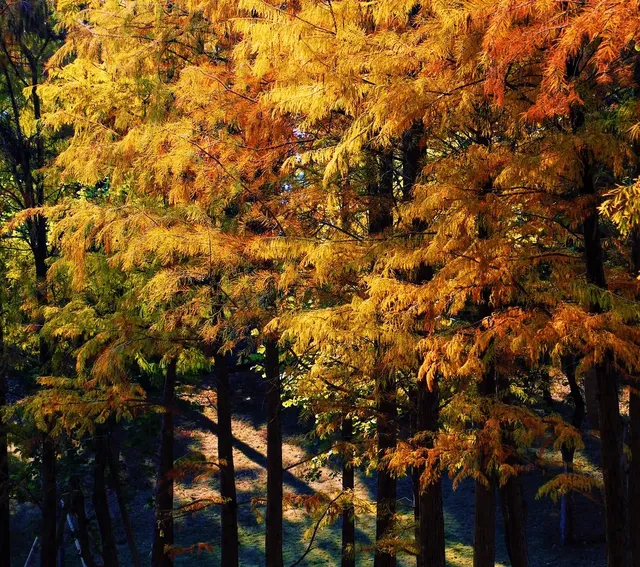 南寧青秀山|落羽杉 南寧青秀山|落羽杉