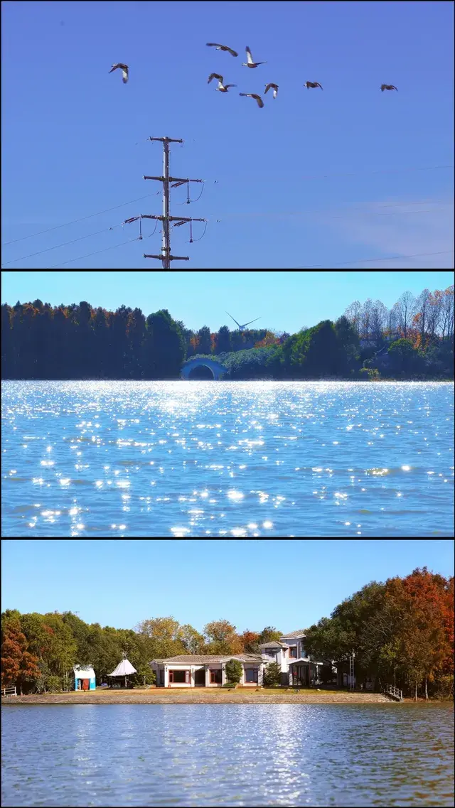 終於等來上海天花板水杉林的封神期附攻略 終於等來上海天花板水杉林的封神期附攻略