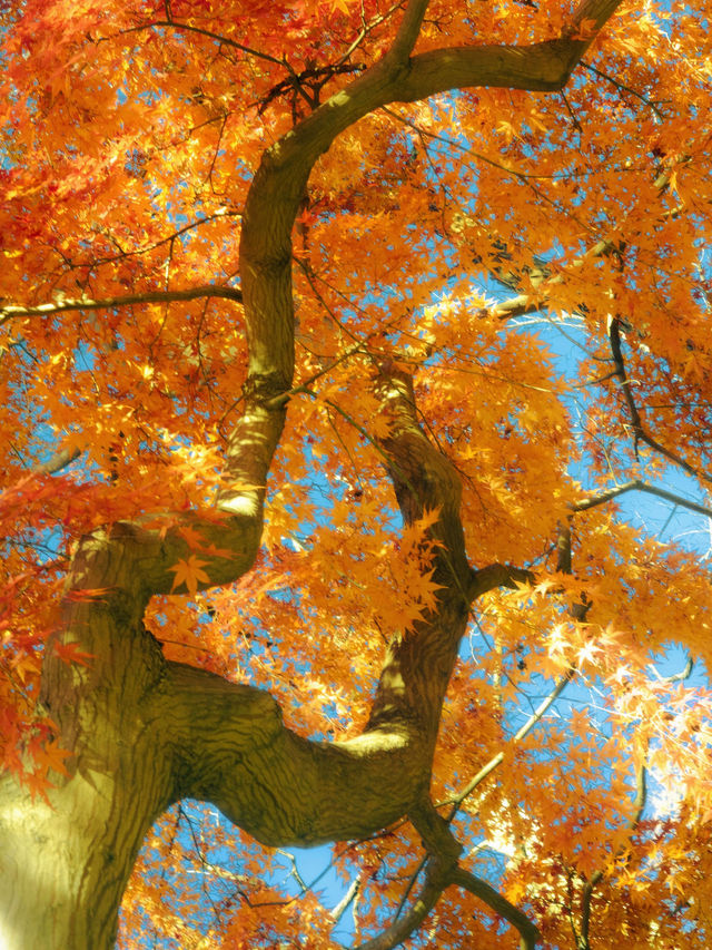 帶上這個以防萬一｜秋天的星星調色教程