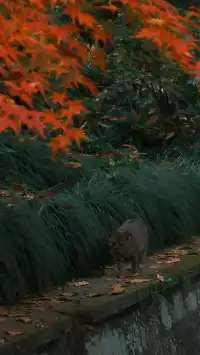 吊打京都沒人告訴我杭州的秋天這麼頂啊