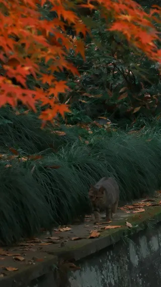 Никто не сказал мне, что осень в Ханчжоу такая потрясающая