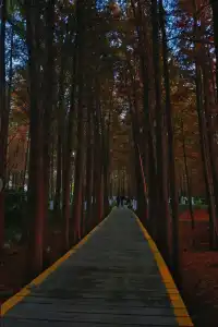 金山寺旁的「童話水杉林」，小朋友玩到不想走