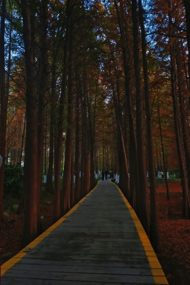 金山寺旁的「童話水杉林」，小朋友玩到不想走