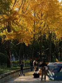 魔都小眾打卡！快看銀杏與聖誕樹撞了個滿懷