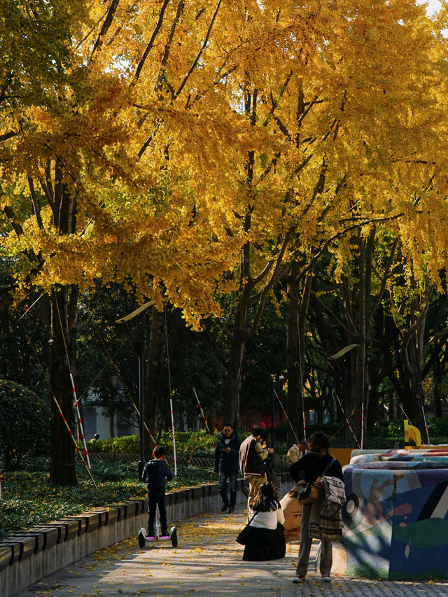 魔都小眾打卡！快看銀杏與聖誕樹撞了個滿懷