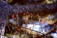 初冬的黃山,依然可以封神!