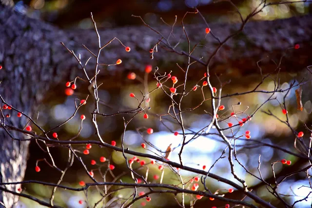 初冬的黃山,依然可以封神! 初冬的黃山,依然可以封神!