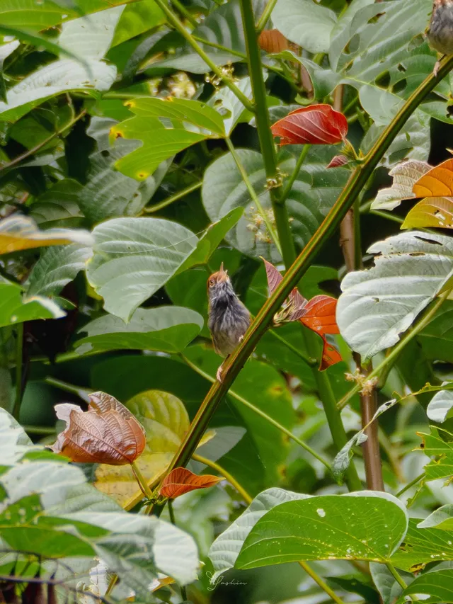 雲南觀鳥⑩｜野象谷沒有野象 但有蜂猴