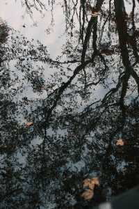 魯迅公園的秋日啟示:「生命暫停鍵」 金黃的銀杏葉像撒了一地碎金,紅楓則像一團團燃燒的火焰, 陽光