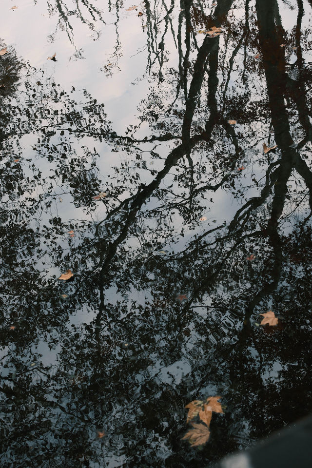 魯迅公園的秋日啟示:「生命暫停鍵」 金黃的銀杏葉像撒了一地碎金,紅楓則像一團團燃燒的火焰, 陽光 魯迅公園的秋日啟示:「生命暫停鍵」 金黃的銀杏葉像撒了一地碎金,紅楓則像一團團燃燒的火焰, 陽光