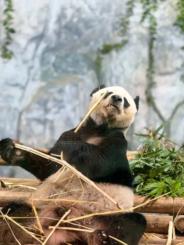 Weekend outing guide for Shanghai Wild Animal Park saves time and effort!
