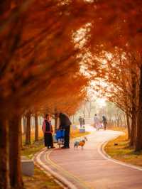 【上海1h直達·湖邊水杉秘境露營地】