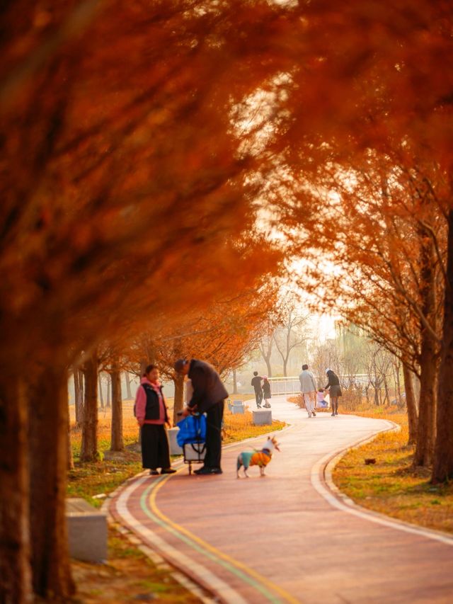 【上海1h直達·湖邊水杉秘境露營地】 【上海1h直達·湖邊水杉秘境露營地】