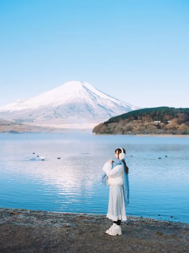 Feeding Swans at the Foot of Mount Fuji
