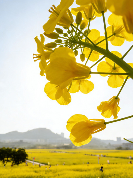 深圳光明ハッピー田園 | 千畝の菜の花畑 春の完全ガイド | Trip.com 深セン