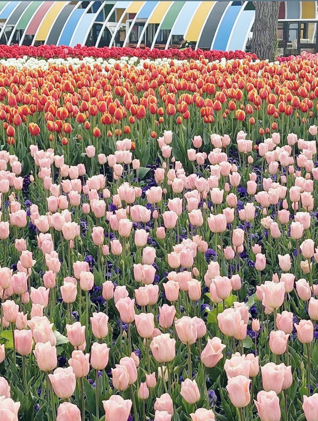 Yancheng Holland Flower Sea｜Spring Tulip Guide
