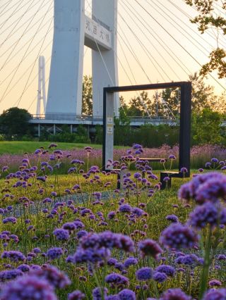 Nanjing Metro Direct Access! Yuzui Flower Sea + Sunset So Beautiful It Leaves You Speechless