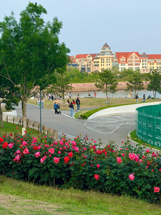 🌹青島 | 海之蓮公園的海濱玫瑰節美得像一幅畫，但如果你錯過了，就得等到明年了！