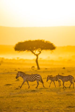 African safari, a journey about "losing"