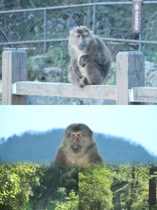 峨眉山ハイキング：階段に何度も苦しめられ、美しい景色には変わらず心奪われる