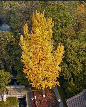 Autumn in Hefei is too short! The ginkgo trees at Qingfeng
