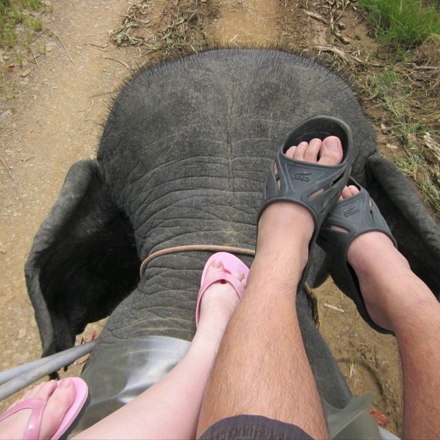 Phuket Ethical Elephant Sanctuary 