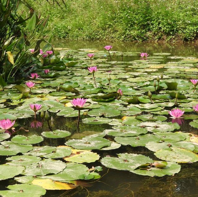 桂林山水甲天下 訾洲園景甲桂林