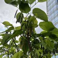 葵芳新都會廣場情人節佈置+摘士多啤梨活動