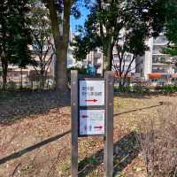 東京木場公園河津櫻