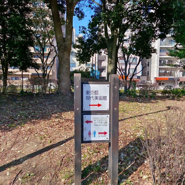 東京木場公園河津櫻
