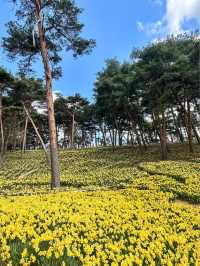 수선화 천국 서산 유기방가옥🌼