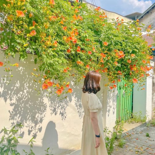 공주의 능소화 맛집들🧡