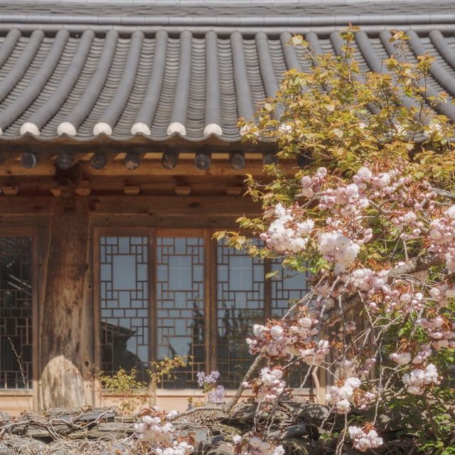 겹벚꽃 + 청벚꽃 같이 볼 수 있는 서산 개심사