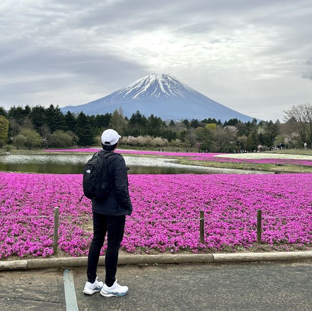 Shibazakura Fuji festival!! 