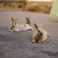 Hopping Haven: Rabbit Feeding Joy at Nokonoshima