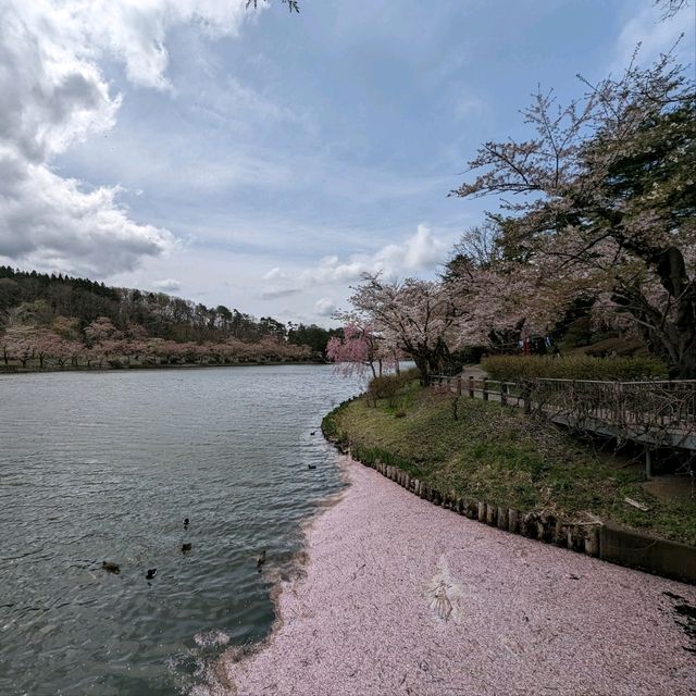 Blossoms, Ducks, Mount Iwate: Tale of Takematsu Pond