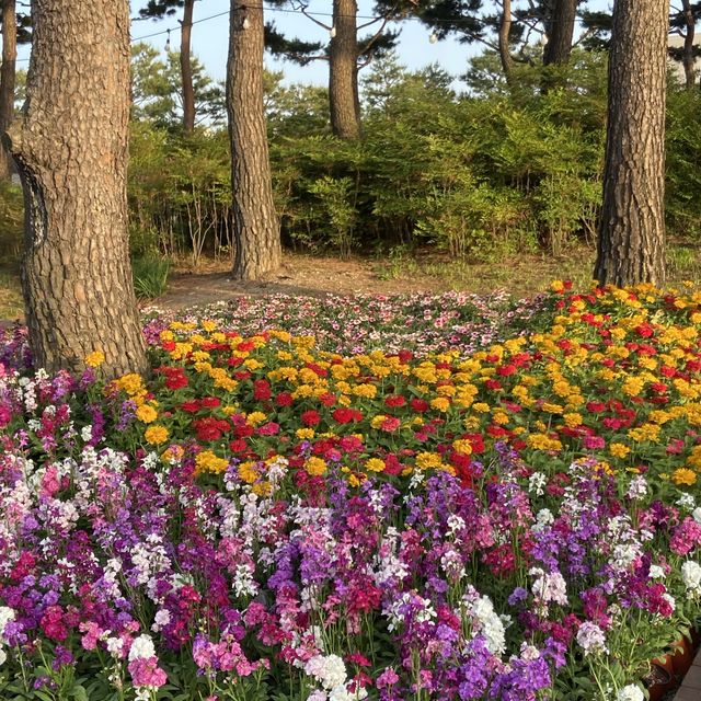 대전 무료 한밭수목원 개방 동원 식물원, 장미원